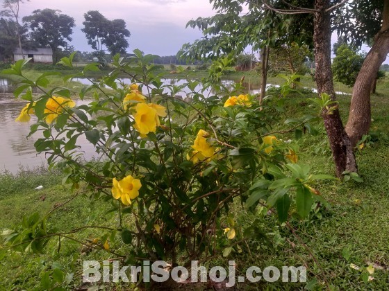 কৃষি জমি